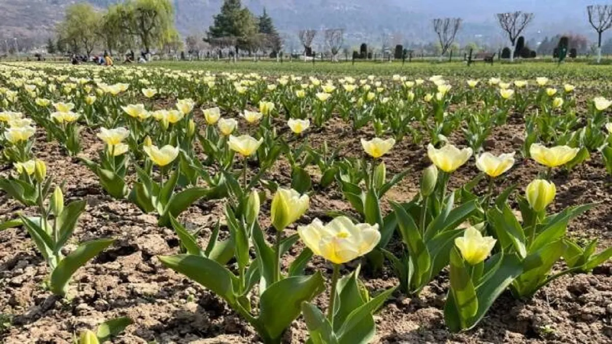 tulip garden