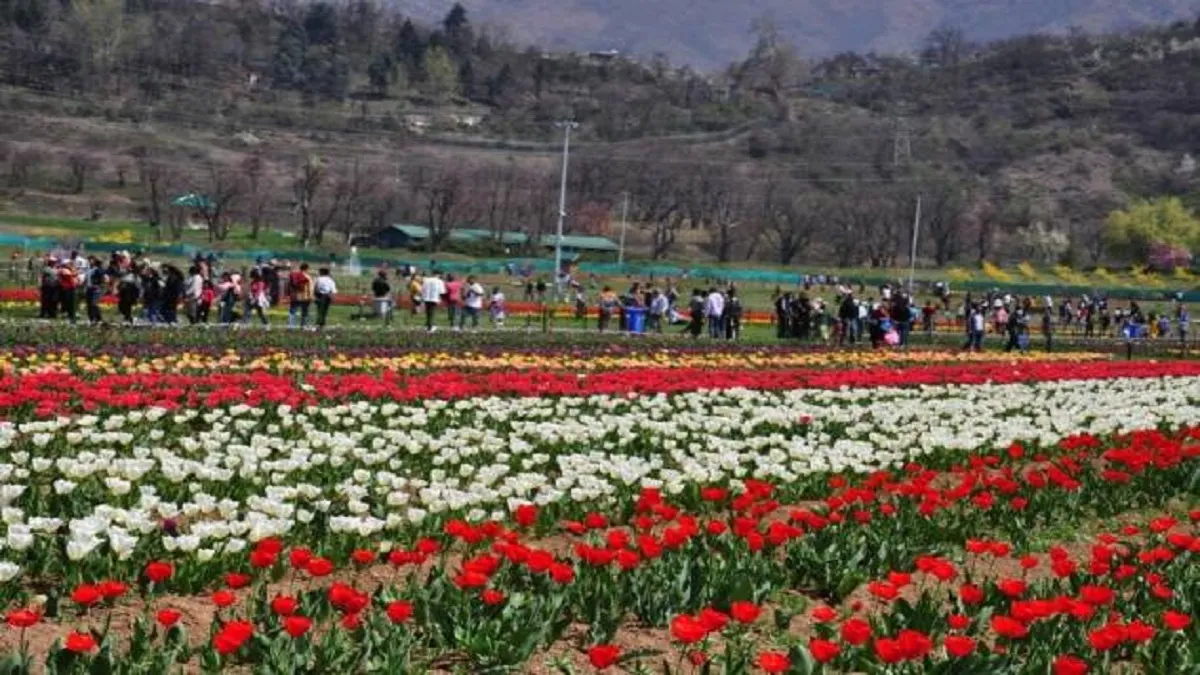 tulip garden