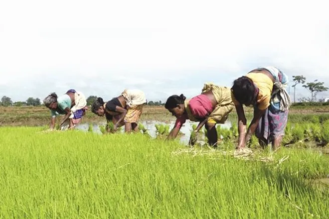 PM Kisan scheme, latest pm kisan scheme news, latest pm kisan scheme updates,pm Kisan, pradhan, Centre, coronavirus, farmers, Nirmala sithraman,india bailout