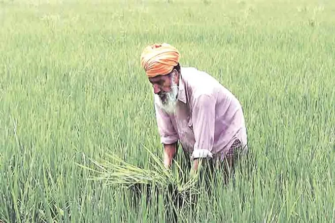 good news for farmers bumper kharif harvest in this season and recover in prices