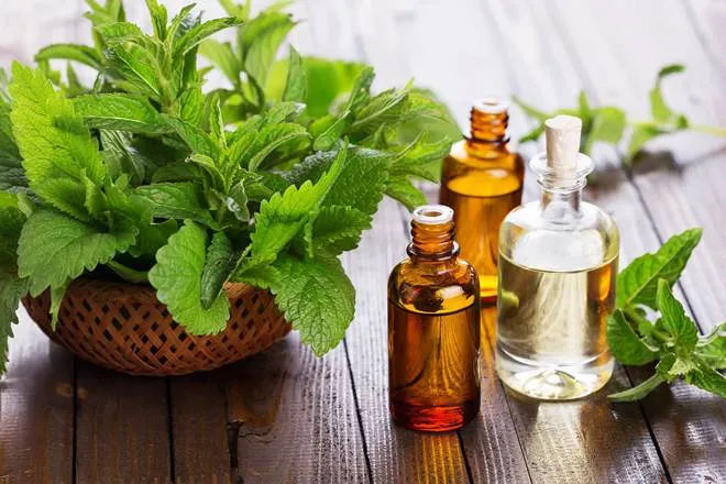 Mentha Oil, Mentha Oil trading tips, Mentha Oil rate today, Mentha Oil Price Today, Mentha Oil Spot Price today, Mentha Oil rate in hindi, Mentha Oil latest Updates, मेंथा ऑयल, मेंथा ऑयल में मुनाफा, Trading In Mentha Oil, mentha oil price update on 15 october 2019 friday, New Arrival, Supply, Mentha Oil Demand, Mentha Oil Export, मेंथा ऑयल रेट, मेंथा ऑयल रेट टूडे