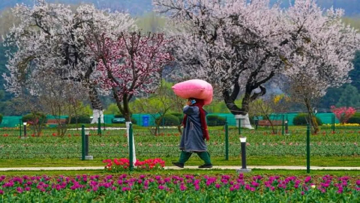 tulip garden