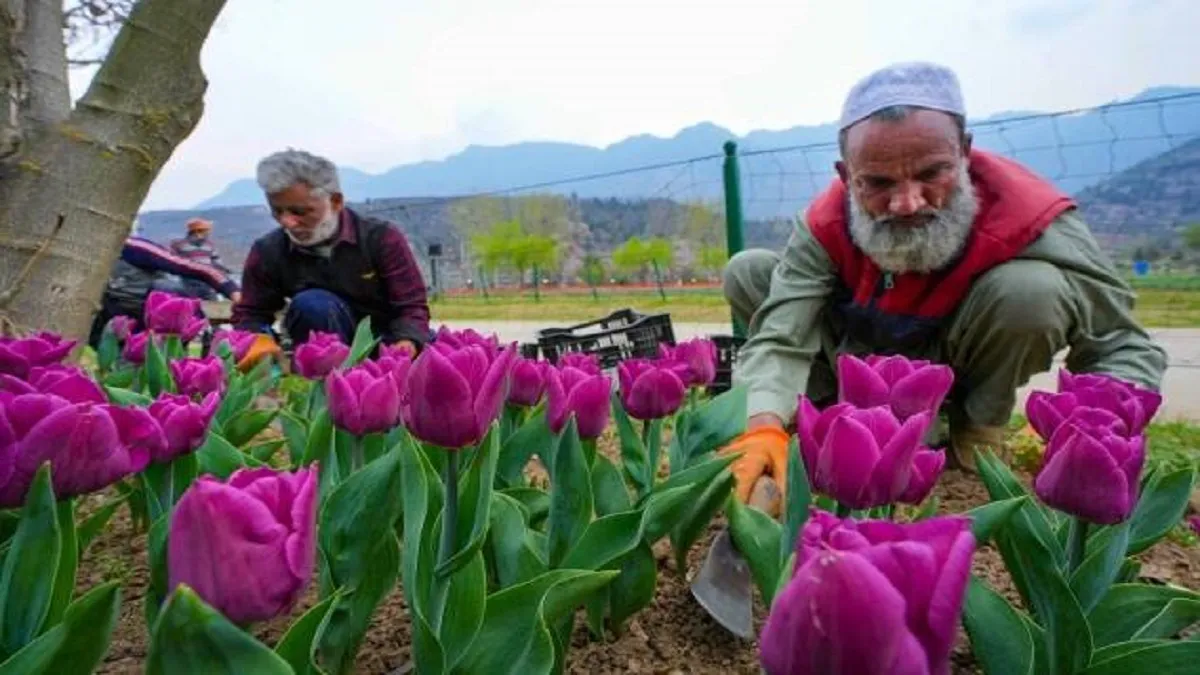 tulip garden