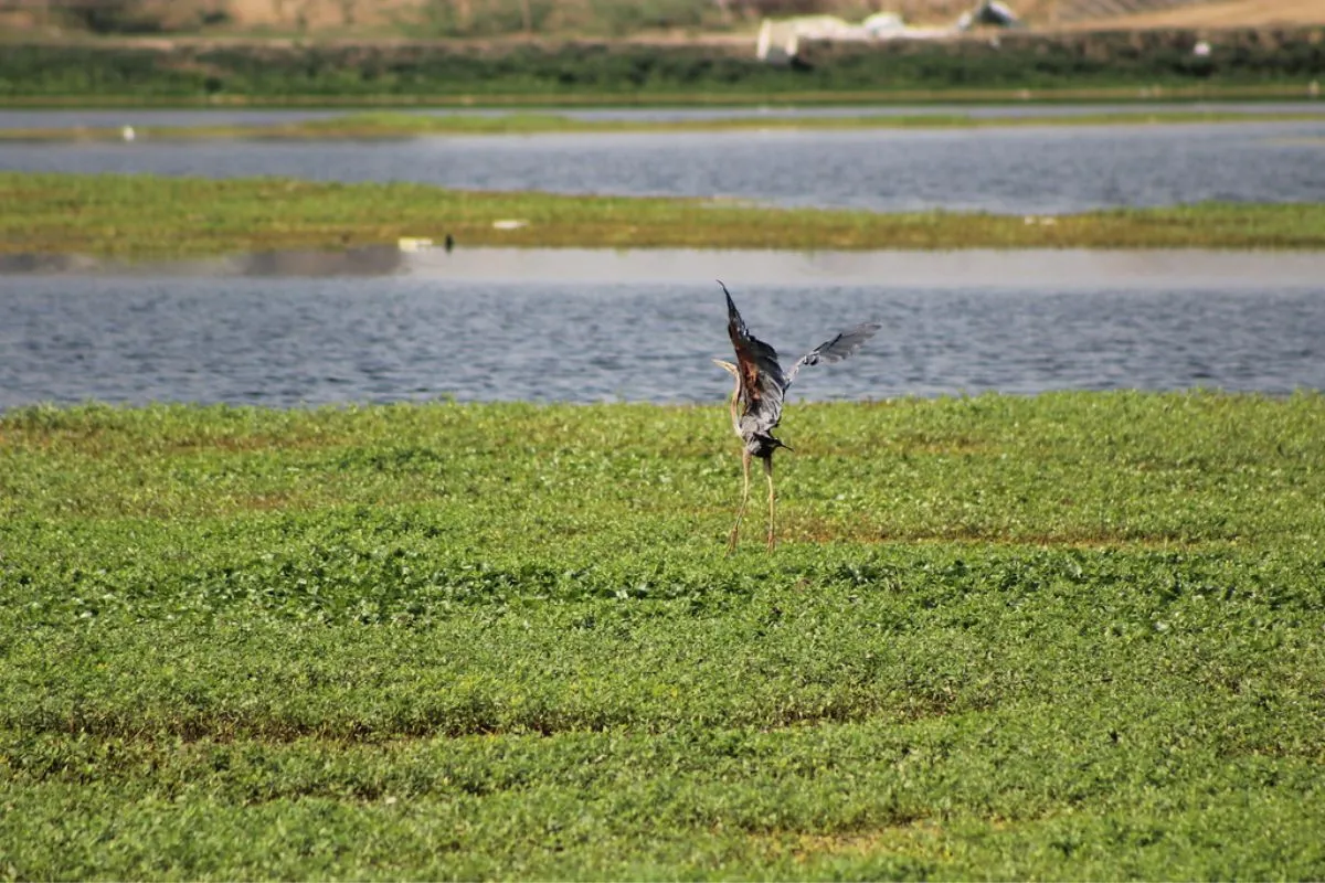 Basai Wetland, Gurugram: Essential habitat for birds and wildlife