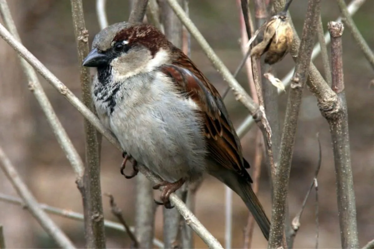 A small bird sitting on a small plant. 