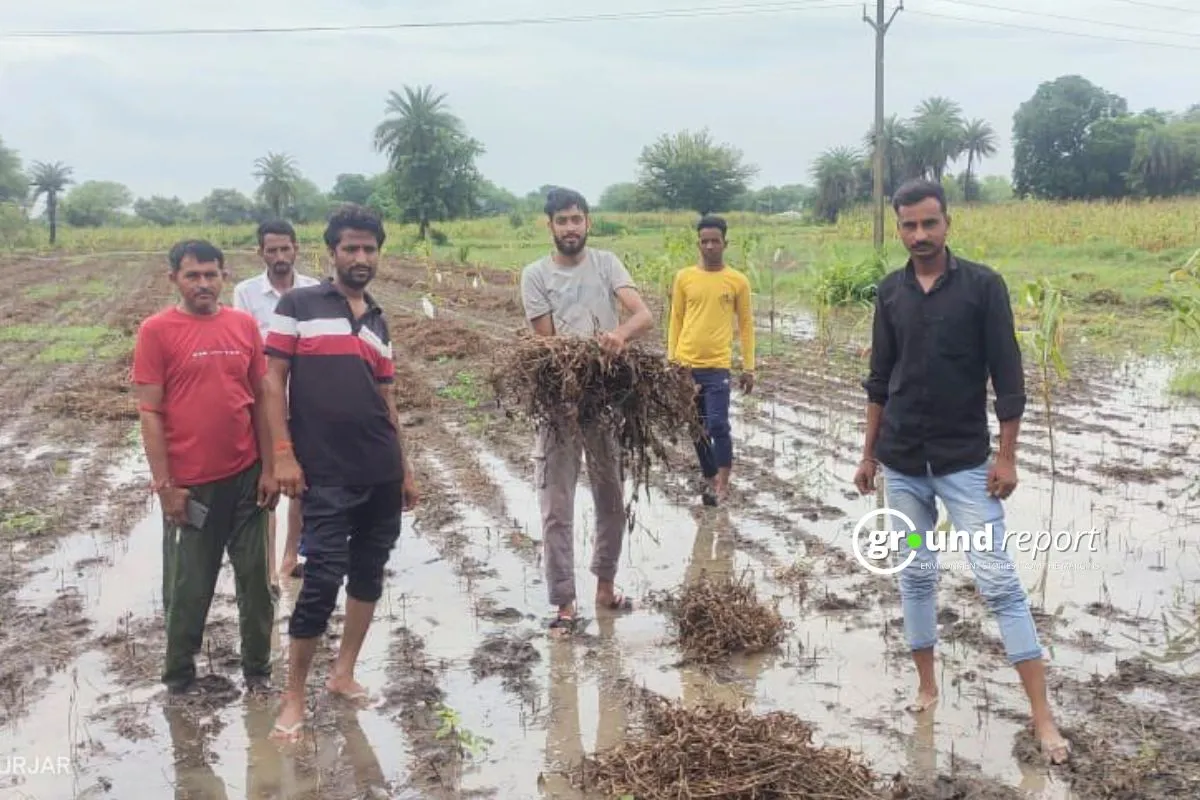 Soybean crop madhya pradesh