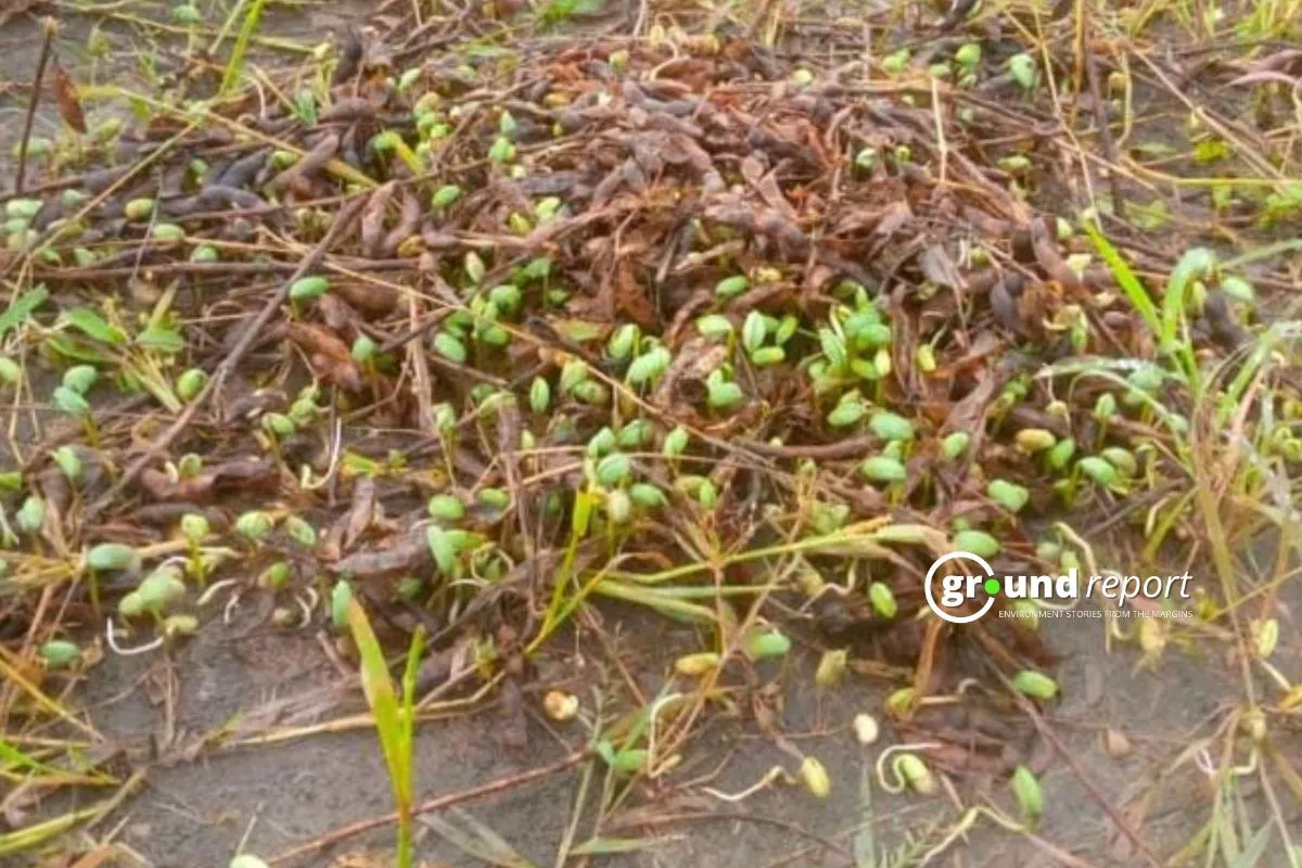 Soybean crop madhya pradesh