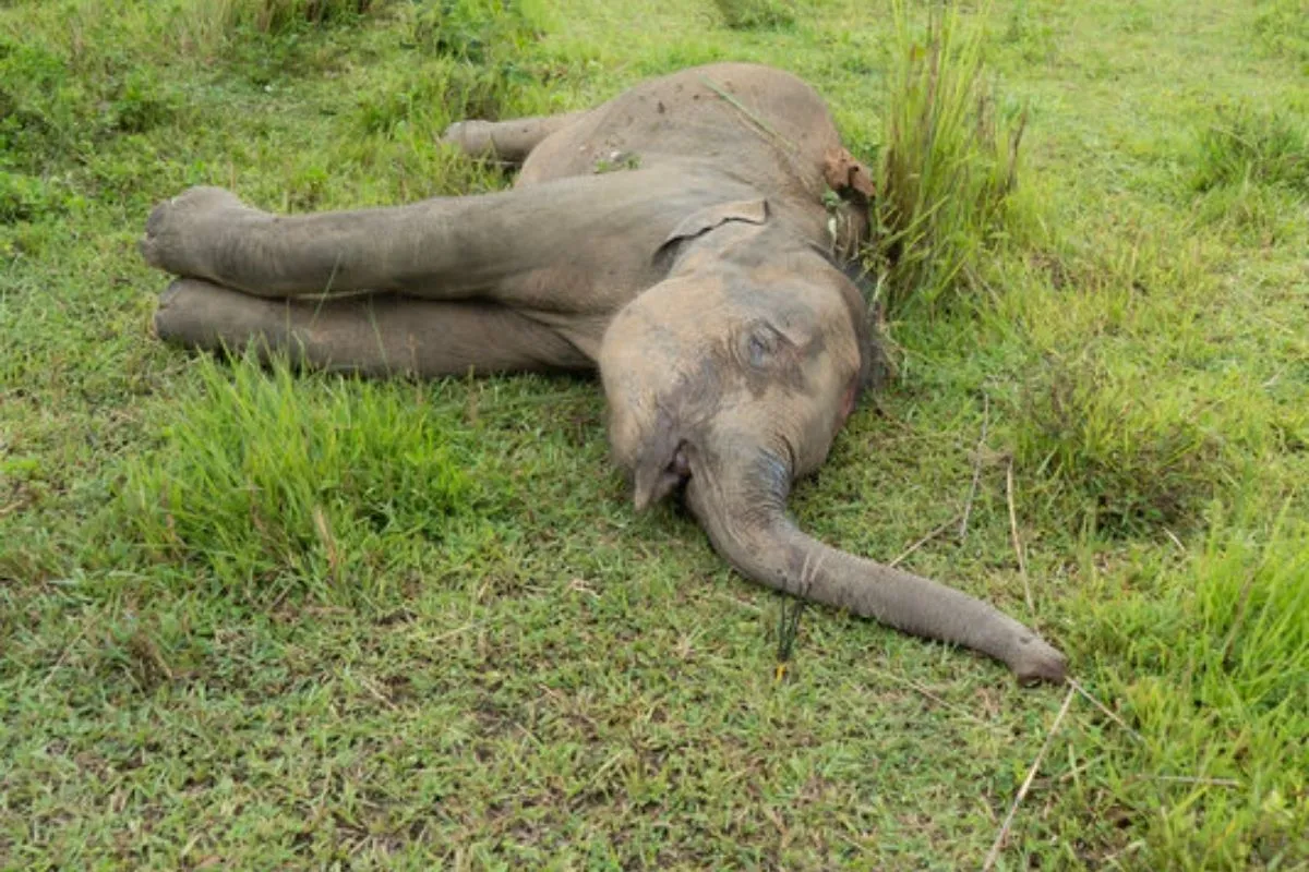 Resting big elephant lying in the grass