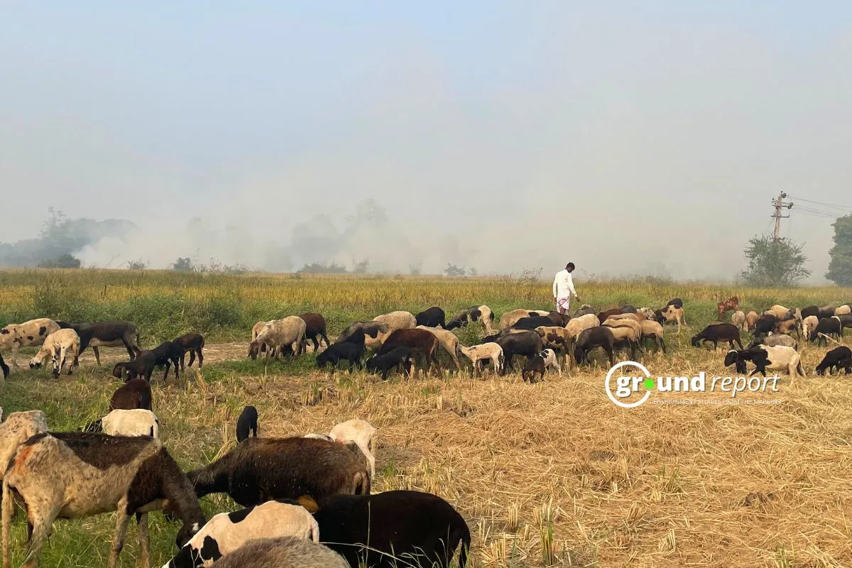 Stubble Burning Bhopal Madhya Pradesh