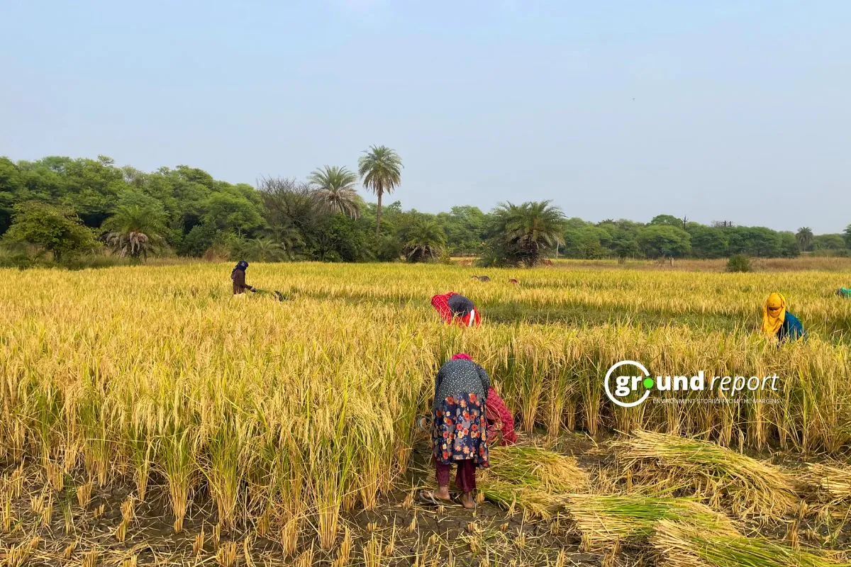 Paddy Harvest Madhya Pradesh Huzur Tehsil
