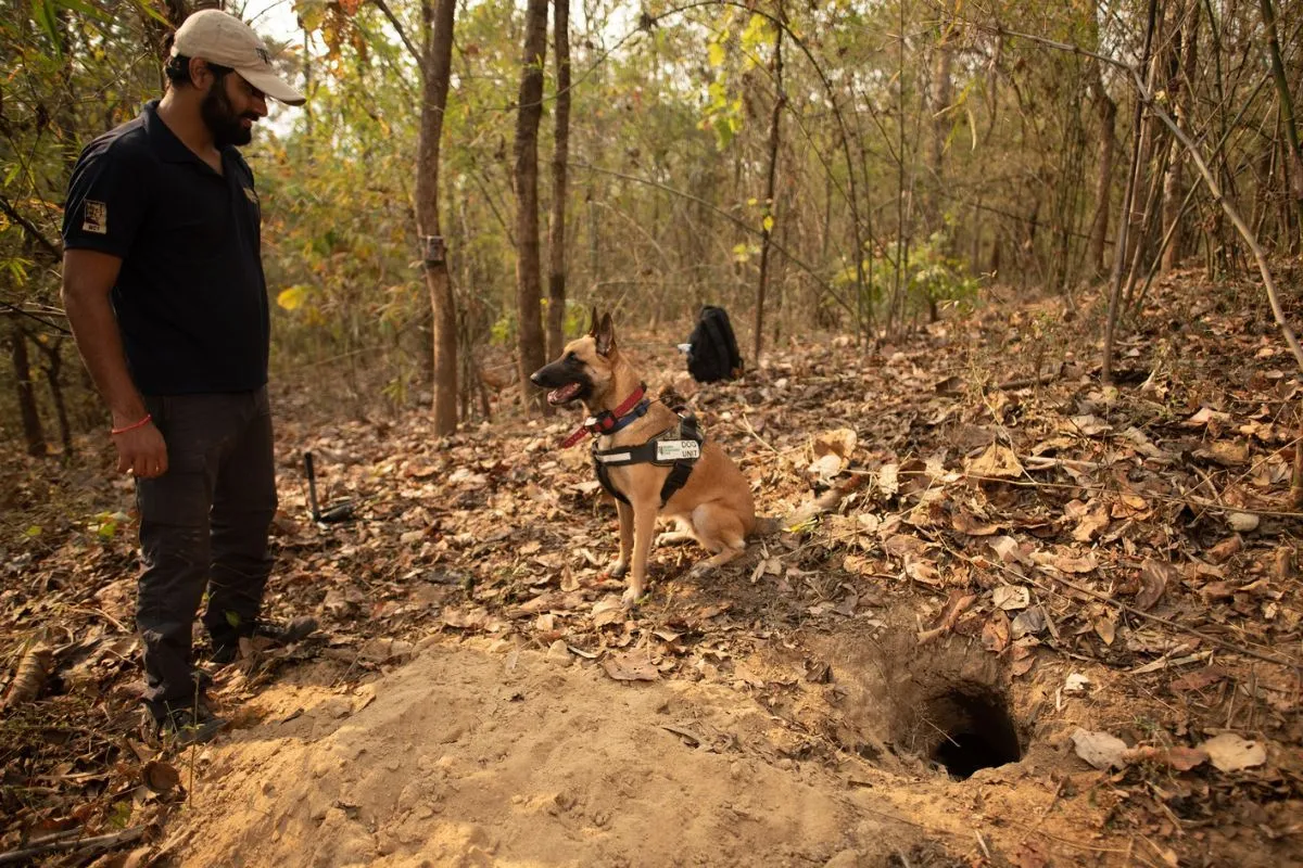 Pangolin Burrow