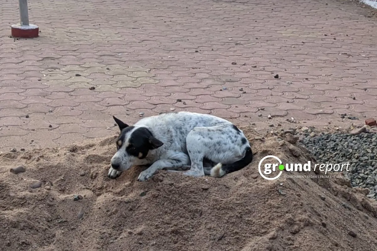 A stray dog rests on a pile of sand, finding comfort in a quiet spot