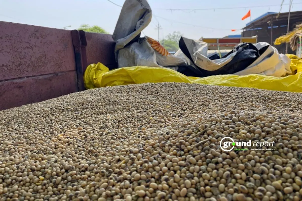 soybean 1135 seeds