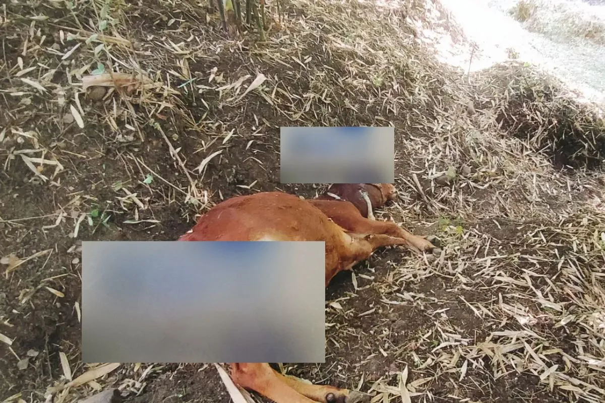 Cow attacked by Tiger in Bhopal 