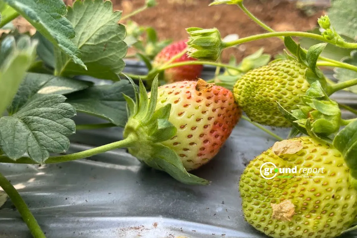 Strawberry farming and use of mulching 