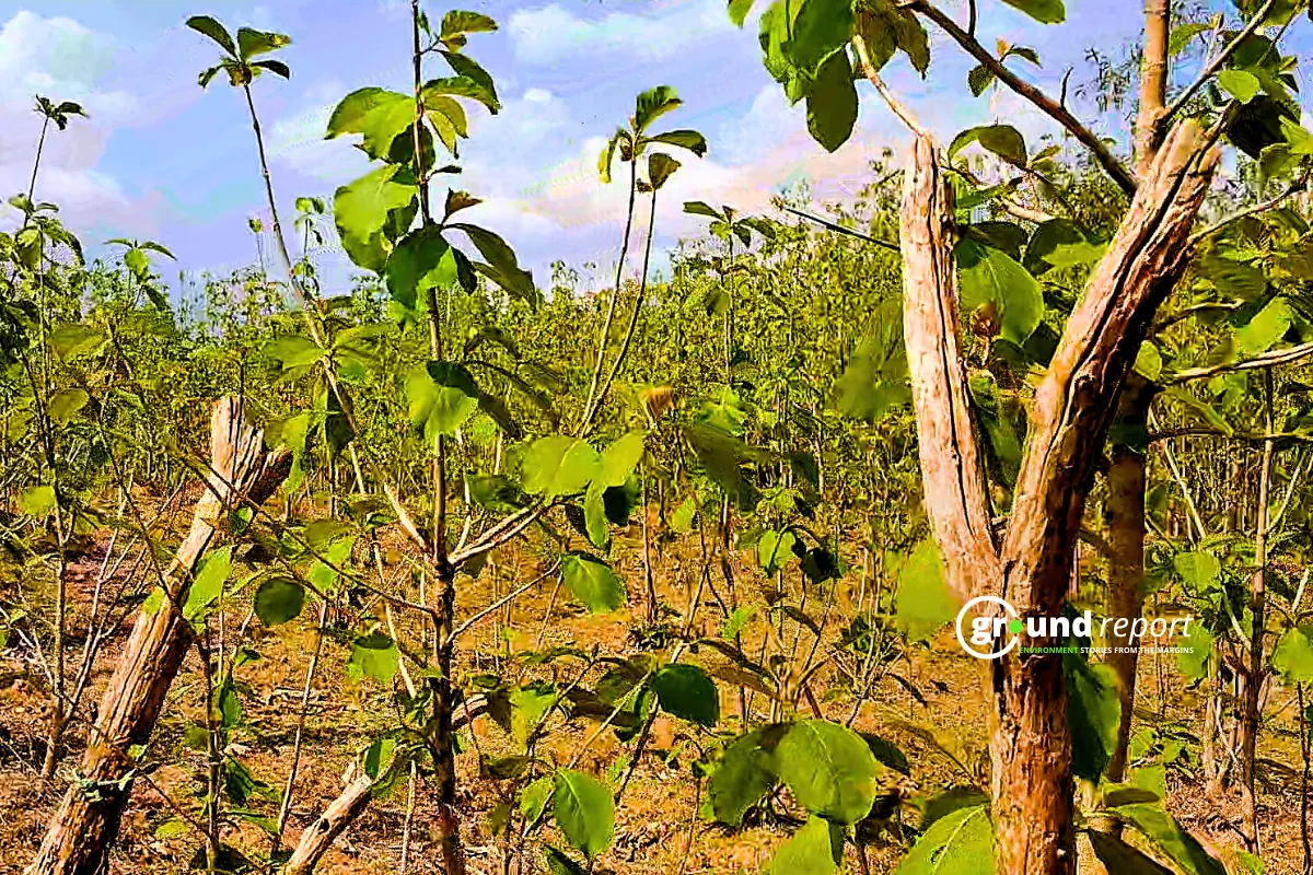 sagwan teak trees in india