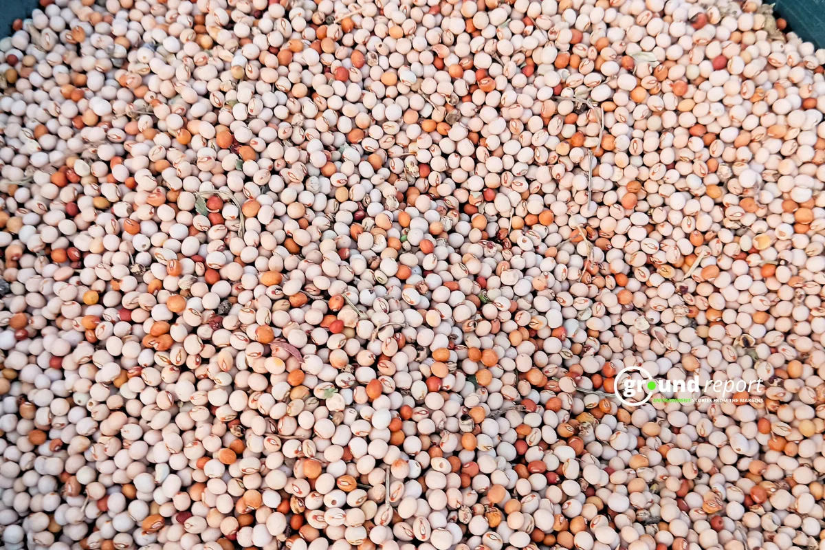 MP is the largest producer of pulses