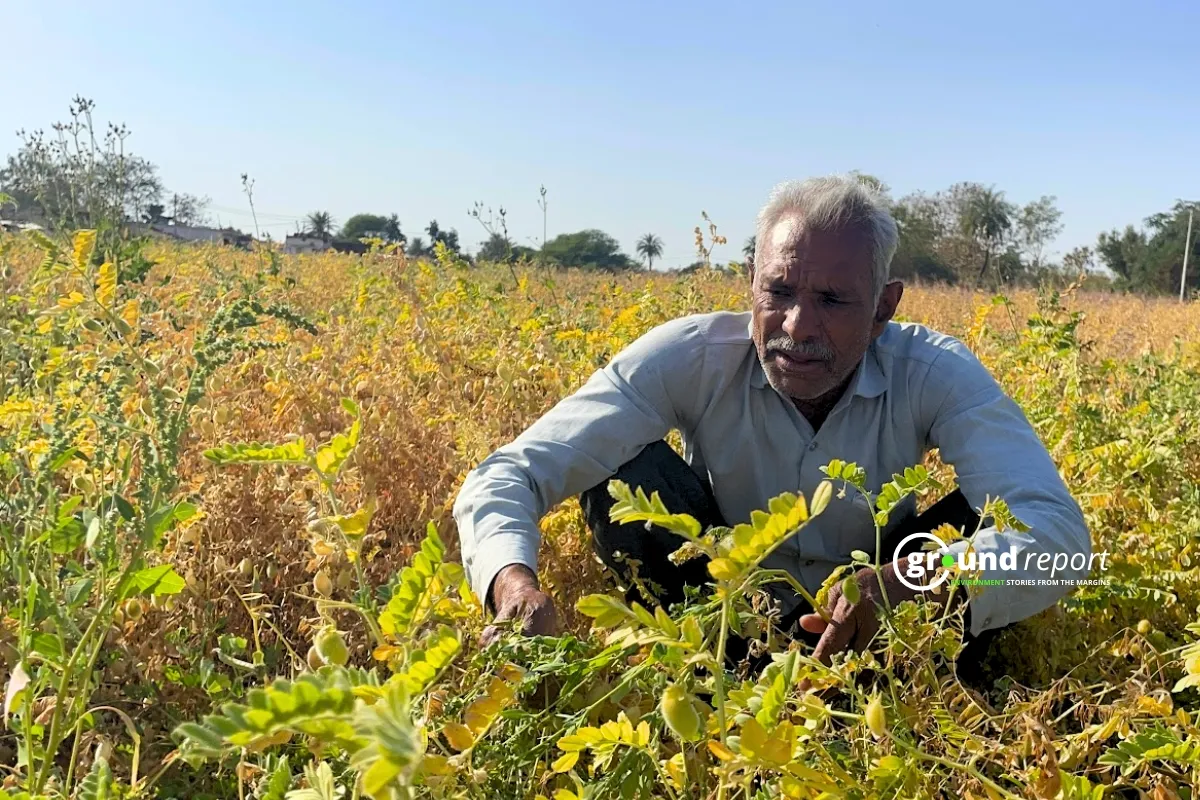 Phool Singh a farmer in Nilbad, Ichawar village, showing his destroyed chickpea crop 