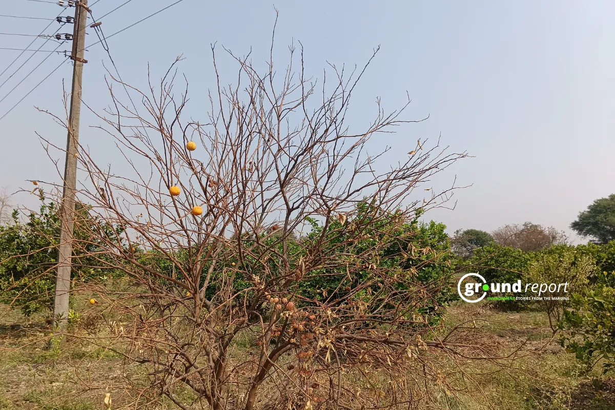 Mausambi Kisan