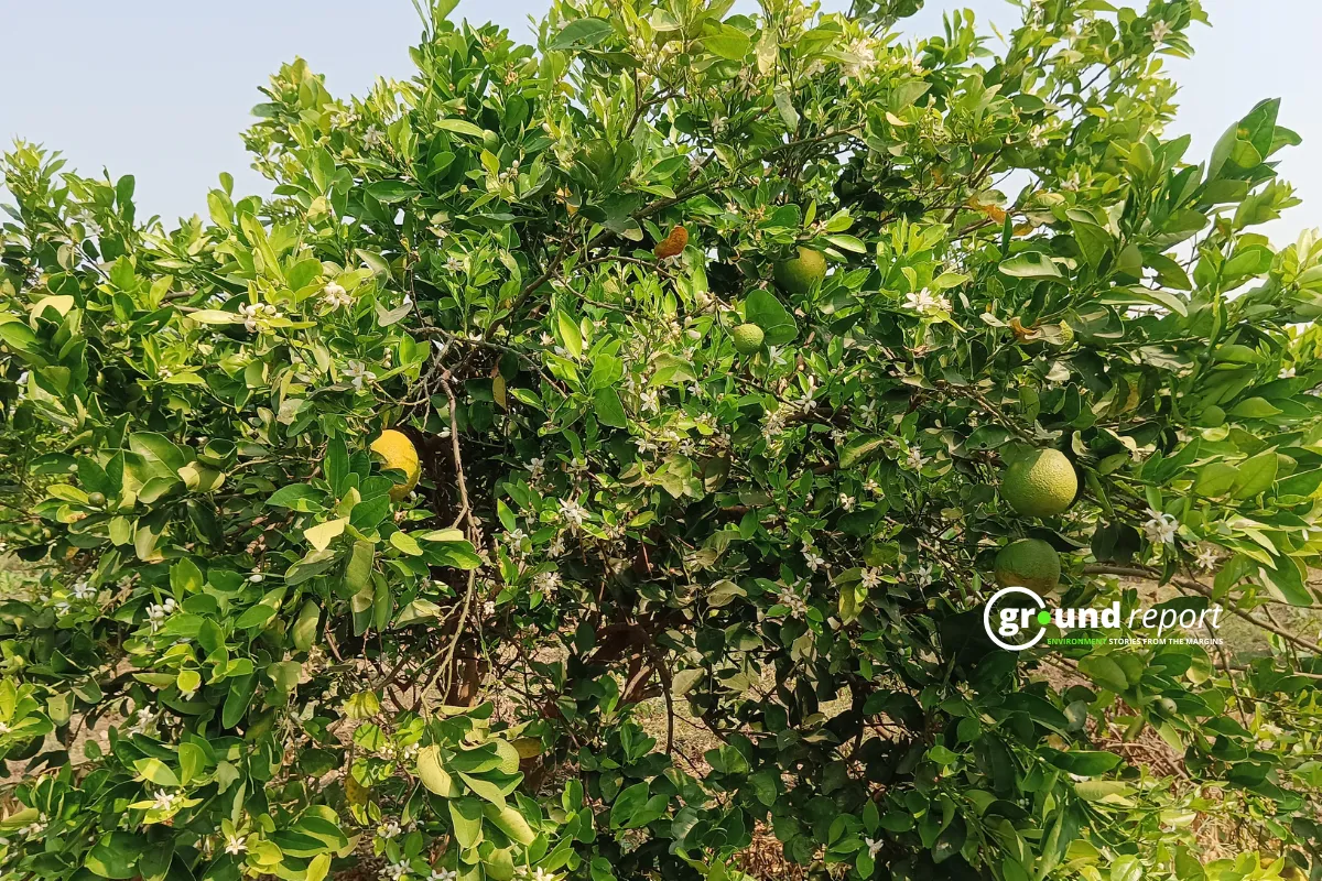 Orange bagh in MP