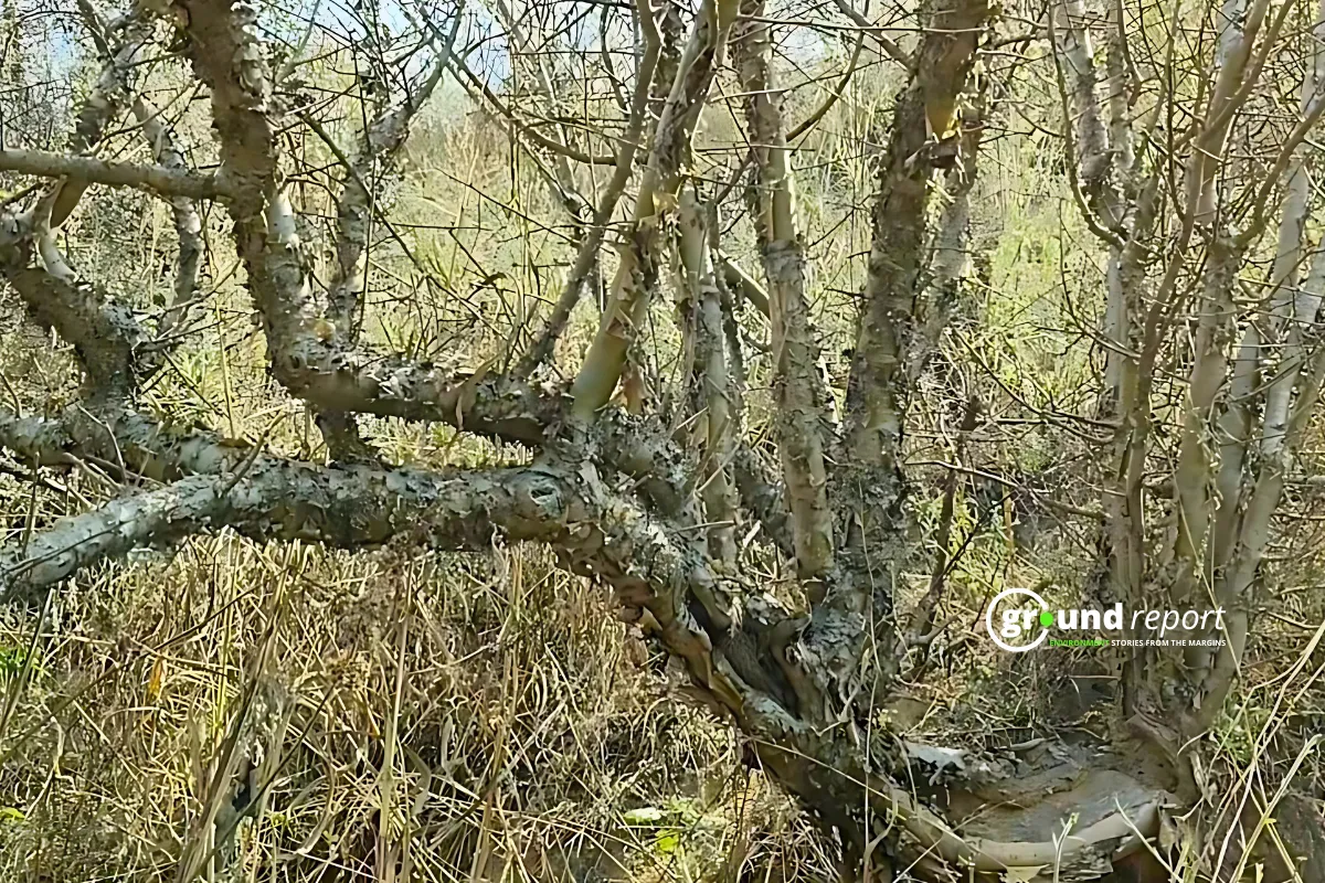 guggal tree MP