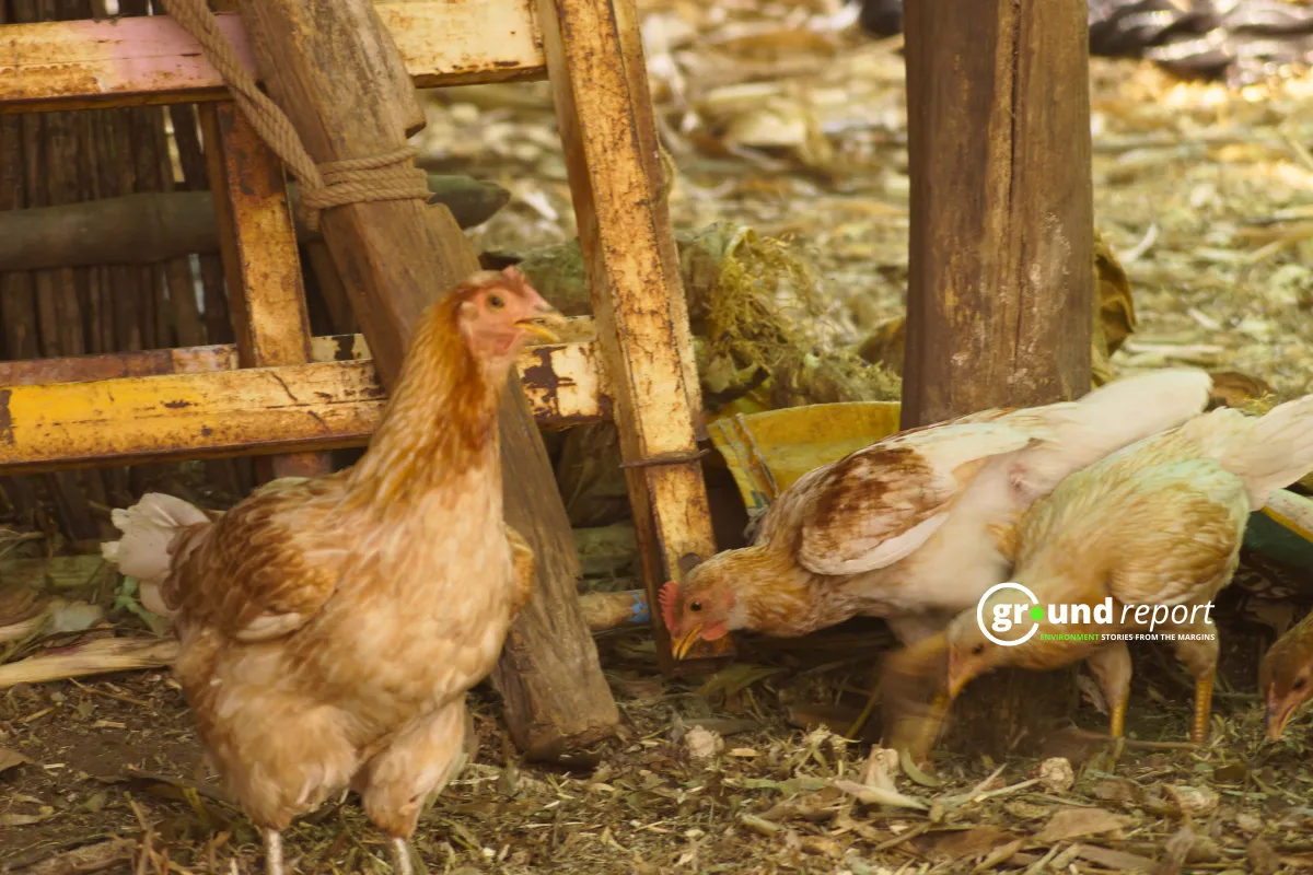 Poultry birds in the backyard of a tribal family in Khargone