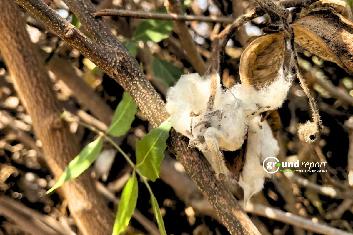 Bt cotton in MP 