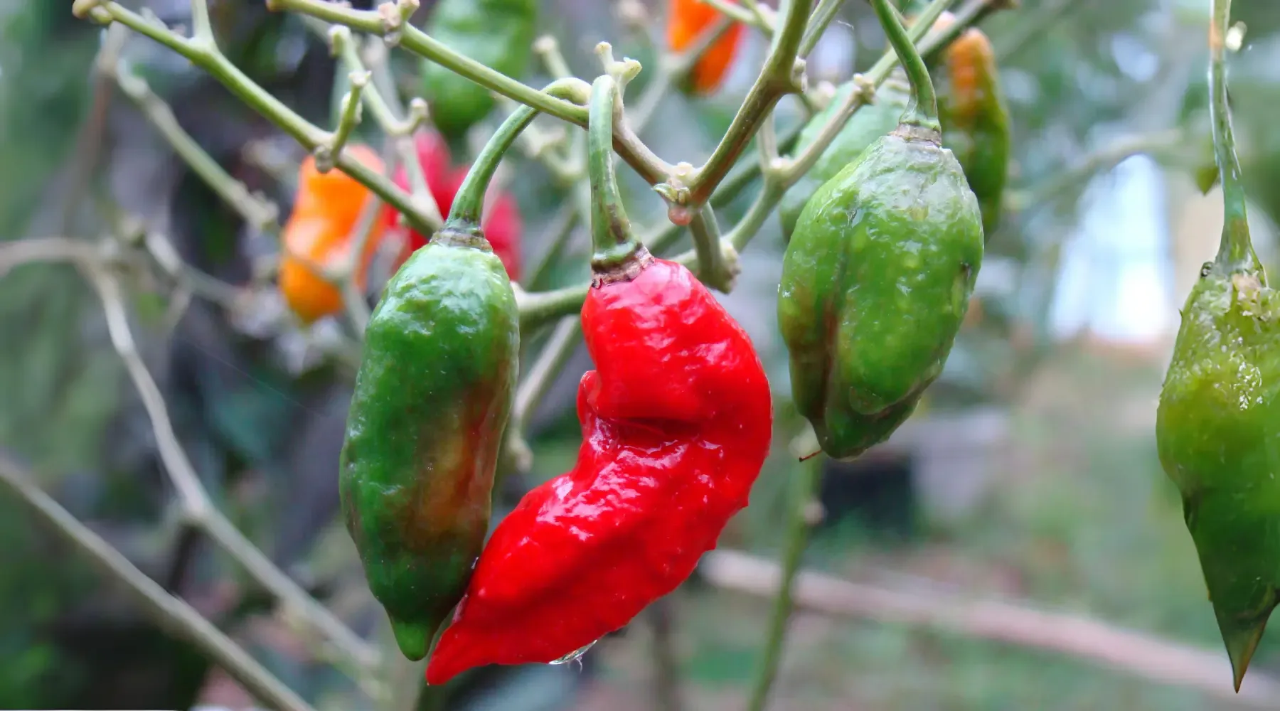 What_is_Bhut_Jolokia