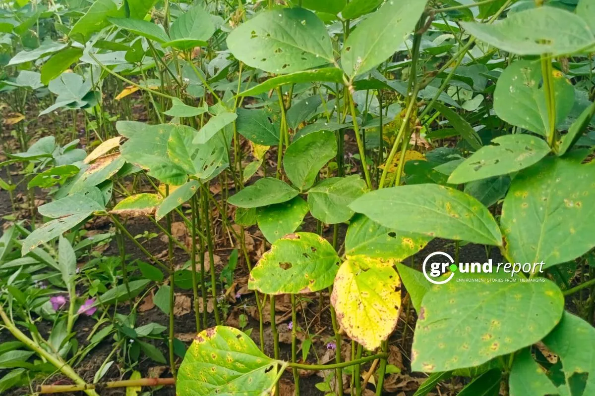 Soybean crop