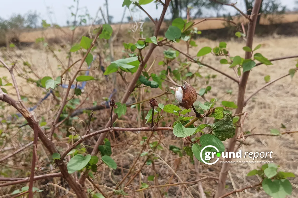 desi cotton seed