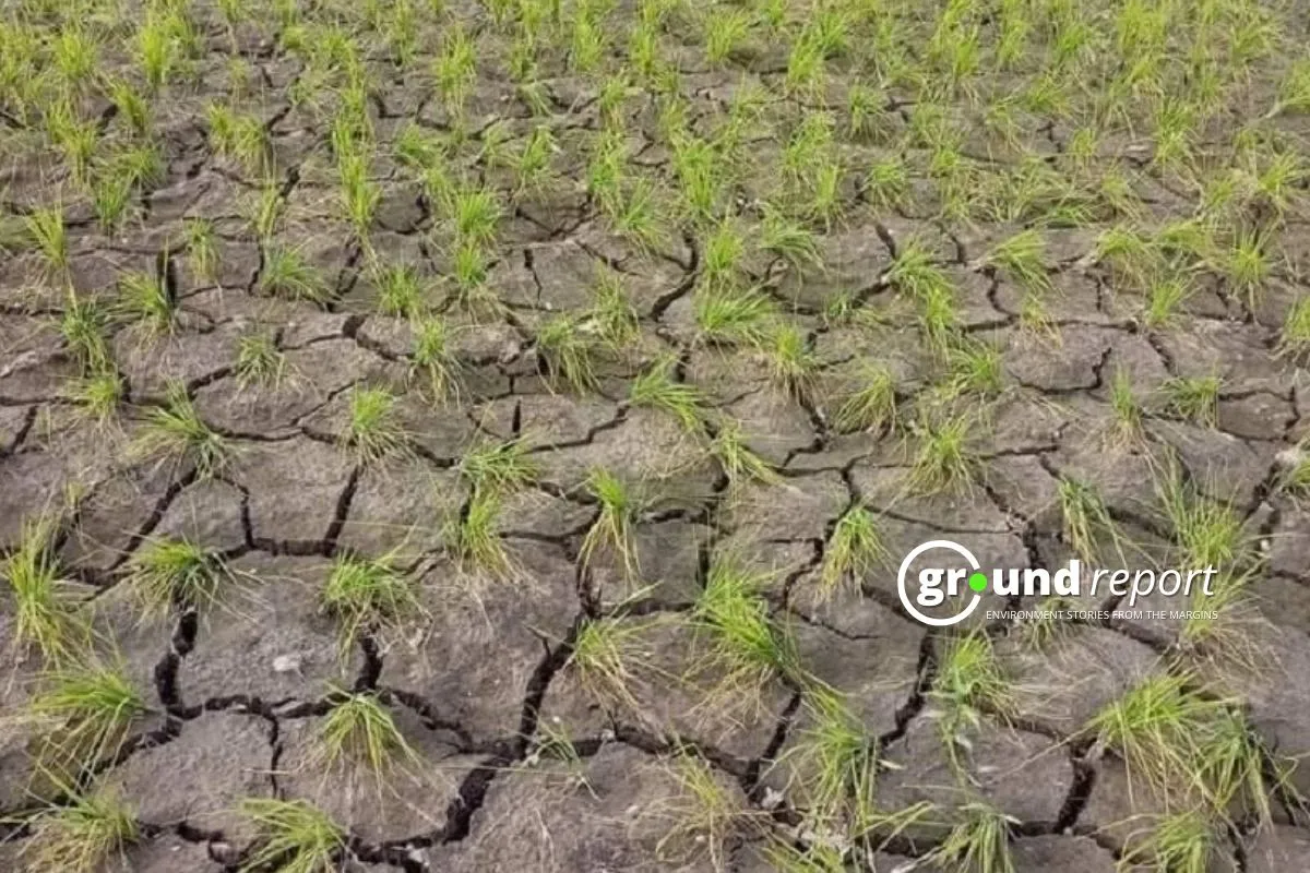 Paddy fields in Kashmir showing signs of distress due to a prolonged heatwave