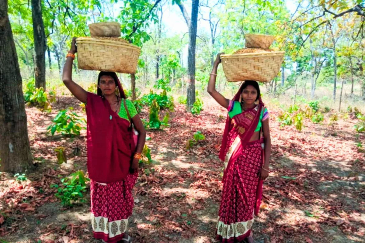 Mahua Collection