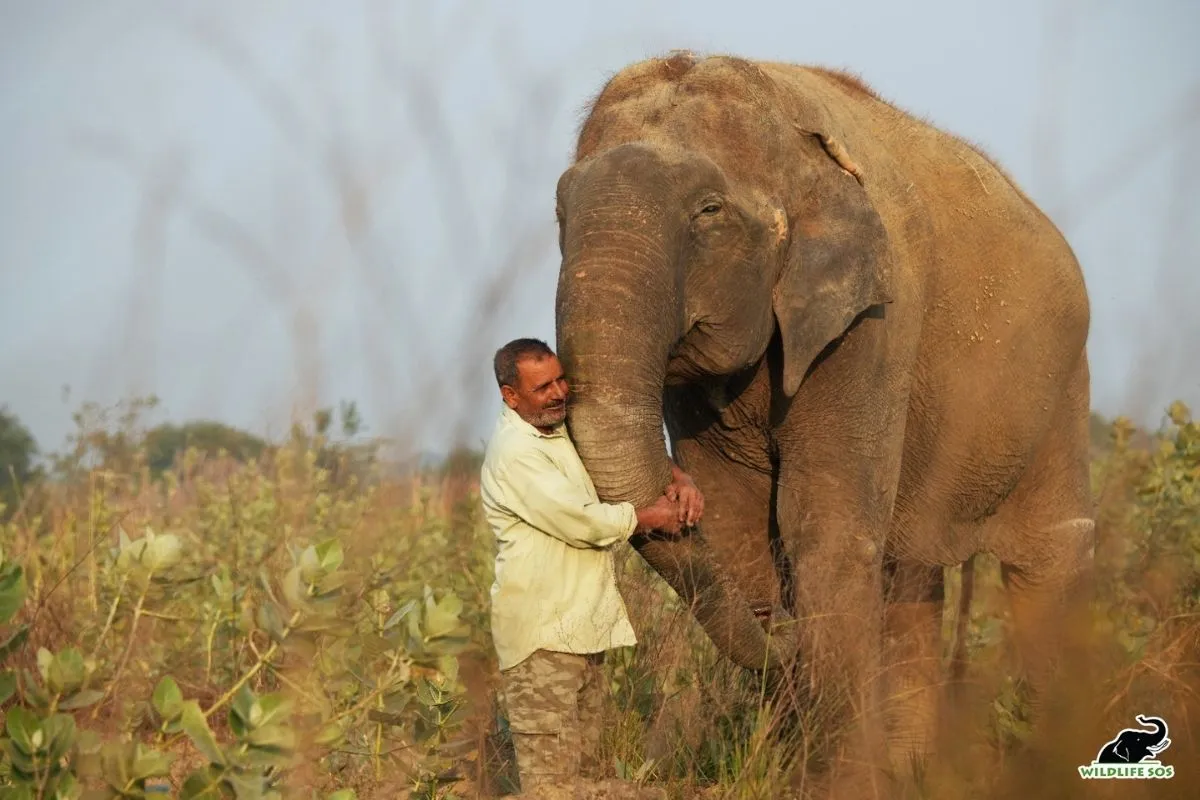 Govt shelves elephant census, population drops 20% in 5 years