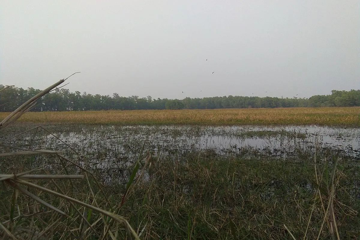 Vital Santiniketan wetland essential for groundwater recharge, biodiversity, and revered as a water resource deity