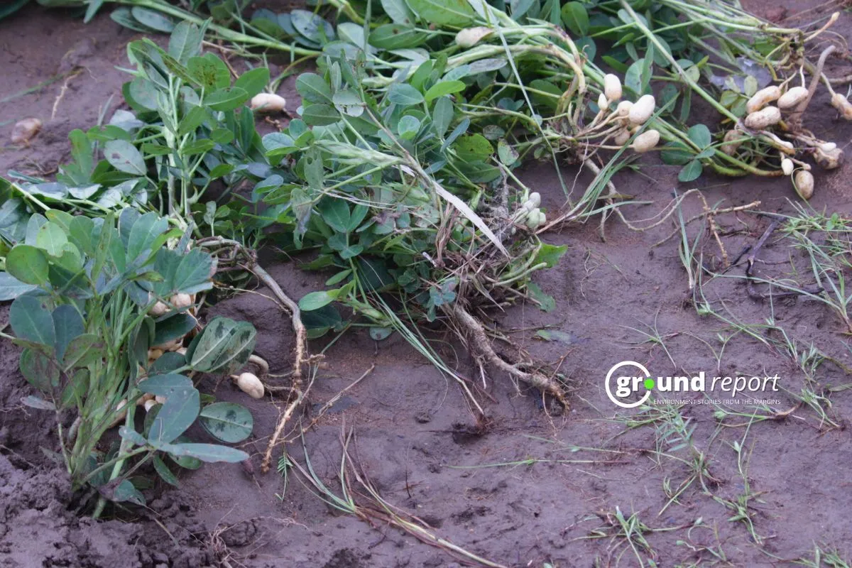 Soybean crop damaged due to heavy rains in Madhya Pradesh