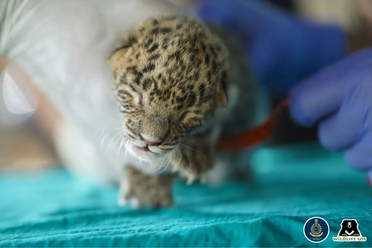 Leopard cubs