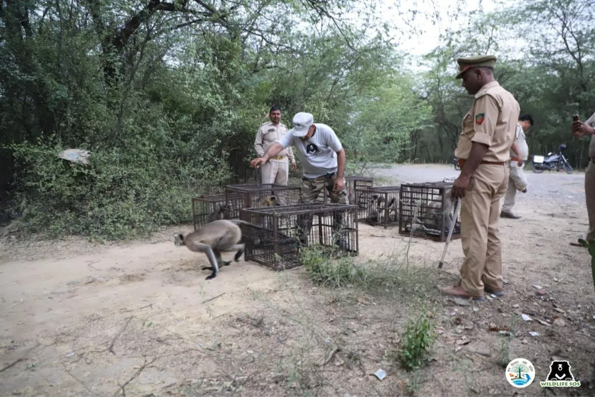 After obtaining permission from the relevant authorities, the langurs were released back in the wild.