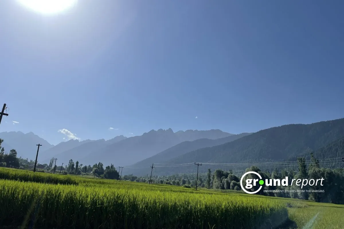 A view of lush rice paddies against the Himalayas in Kashmir.