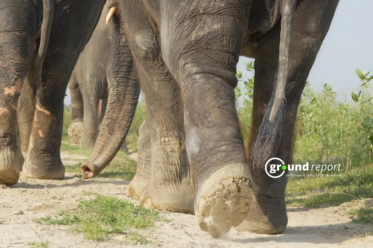 toes of elephants