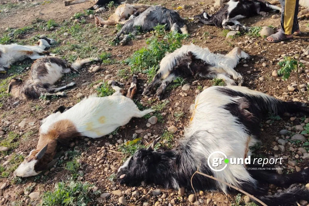 30 goats were killed and 15 sheep were wounded in a village belonging to two families due to lightning strike in Samba