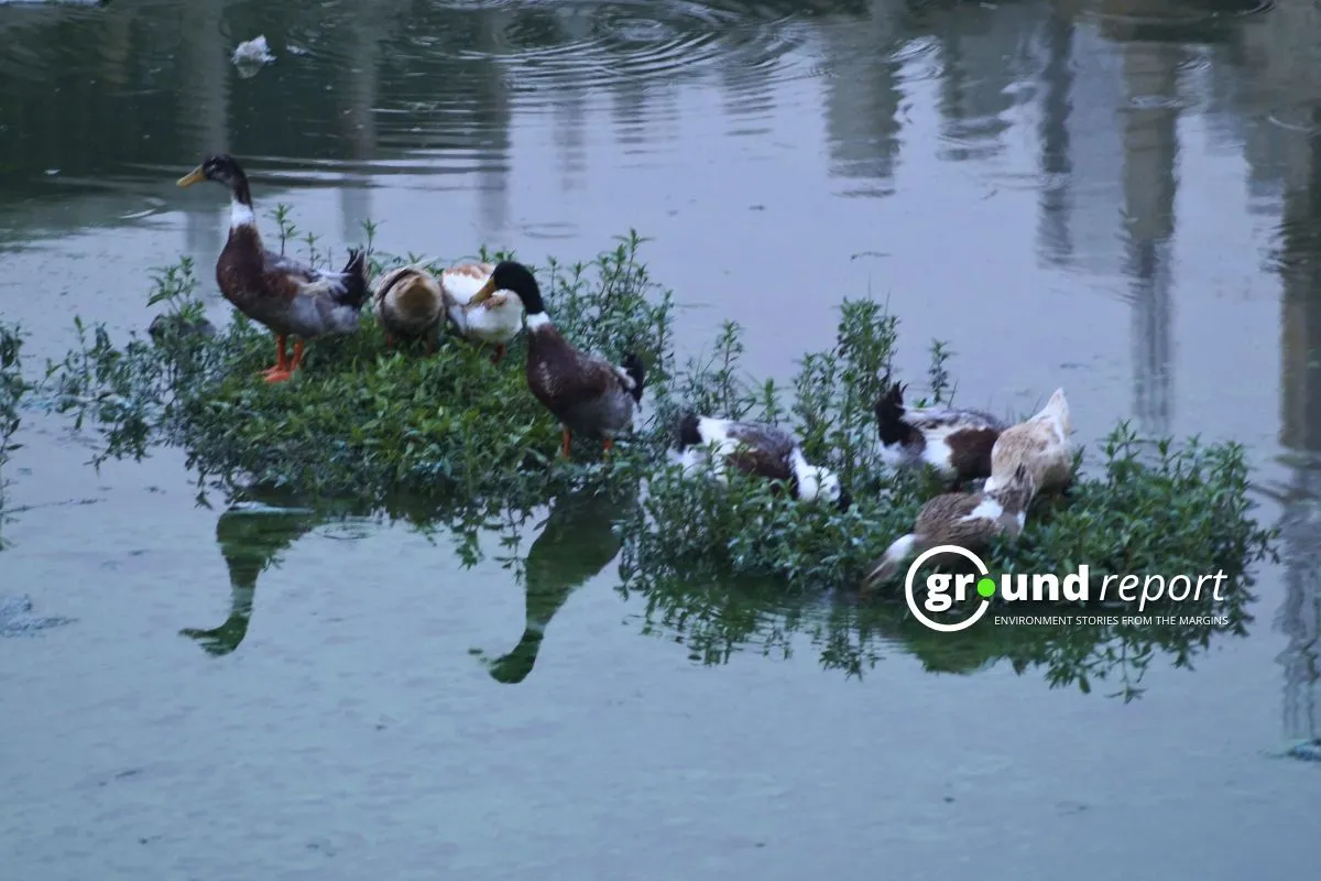 Ducks in Pipliyahana Lake in Indore