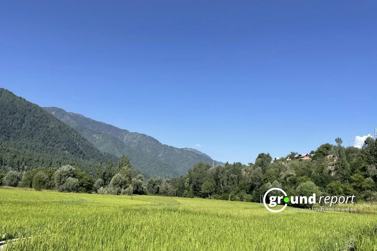 Golden paddy crops nearing harvest in Kashmir.jpga