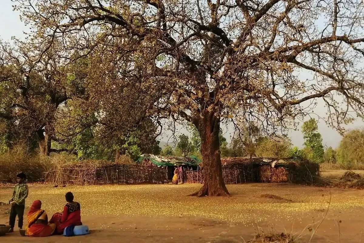 Mahua Tree MP