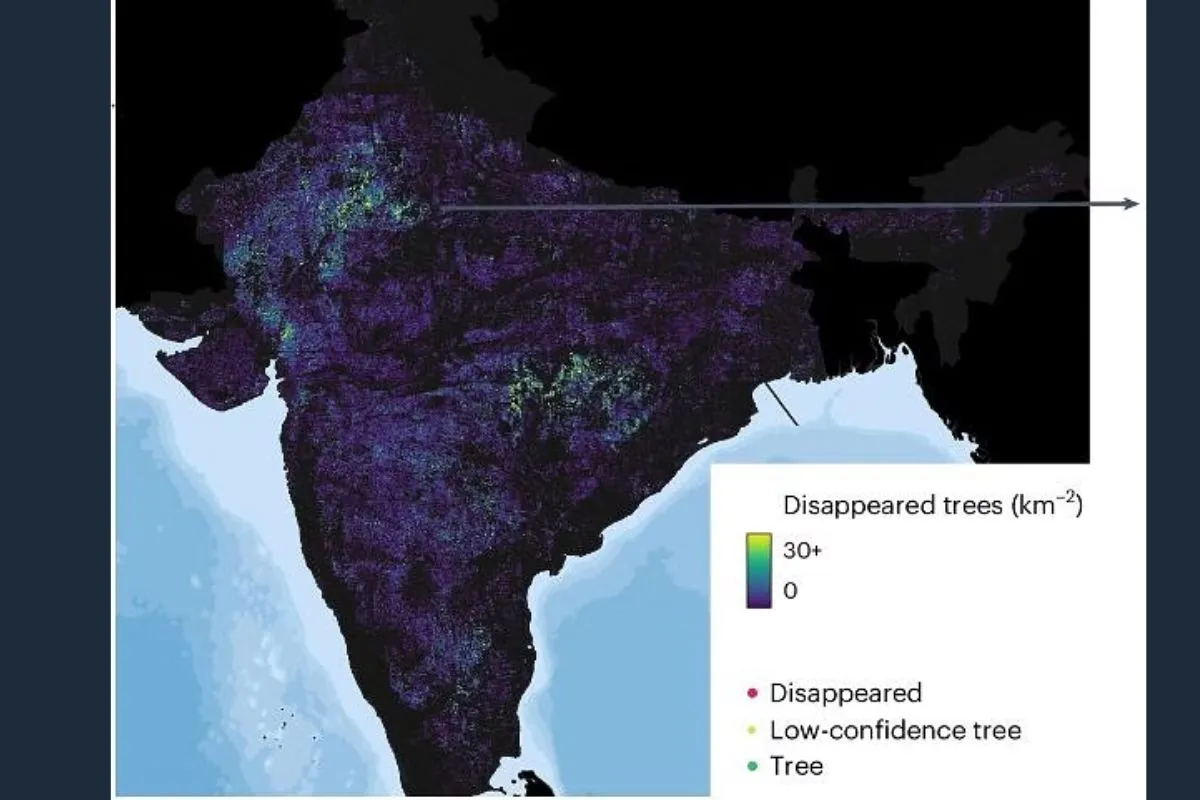 5.6 million trees disappeared between 2018-2019 and 2020-2022, shown per square kilometre | Nature Sustainability