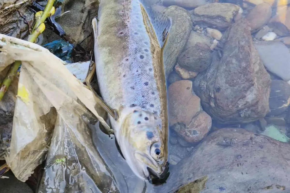 Illegal bleaching powder fishing devastates Kashmir’s river