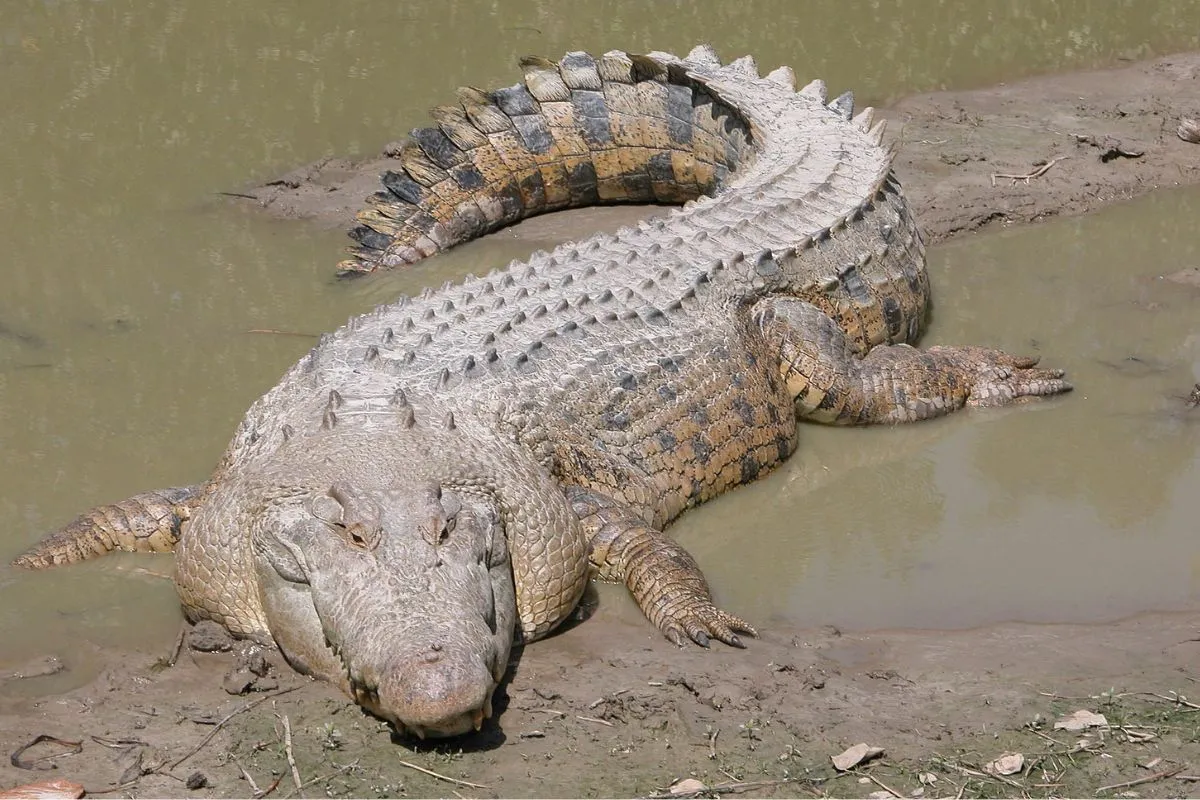 Salt water crocodile 