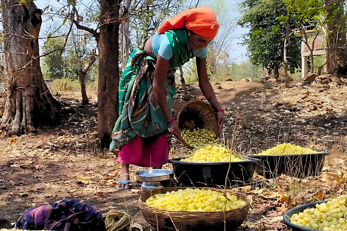 Mahua Collection Umariya