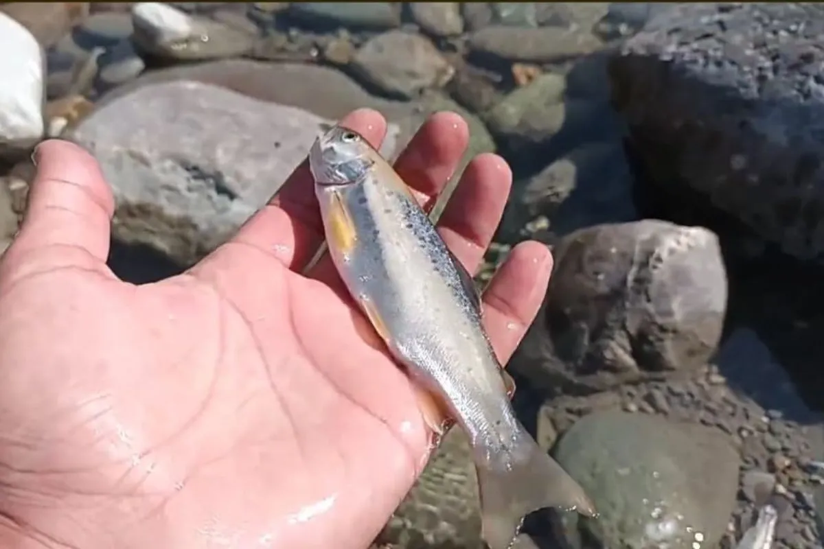 Illegal bleaching powder fishing devast