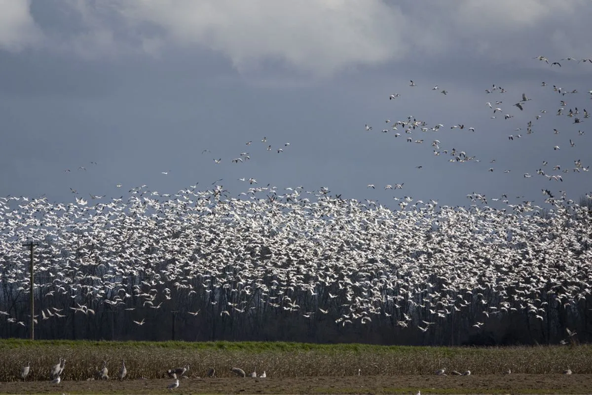 Migratory birds flocking over a wetland in Kashmir