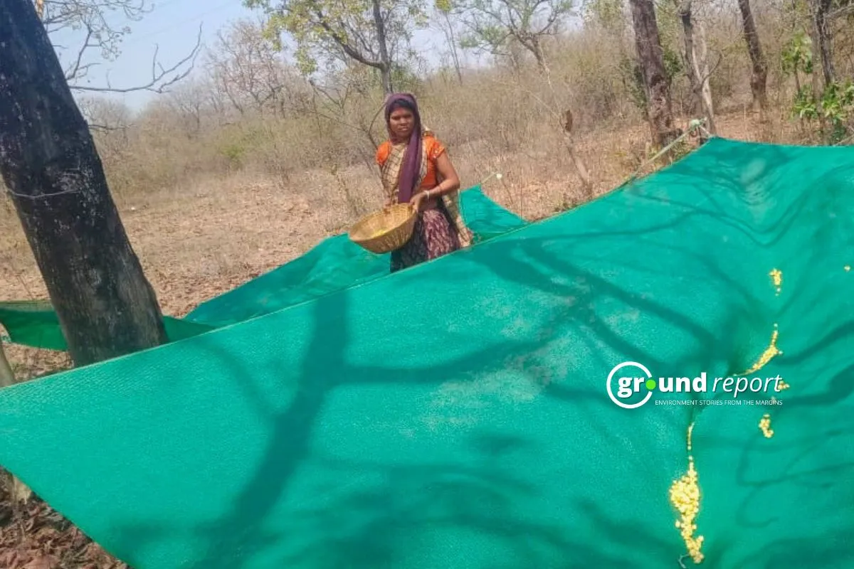 Green net for Mahua Collection